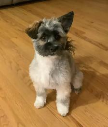 Havapoo Puppies - Photo 9