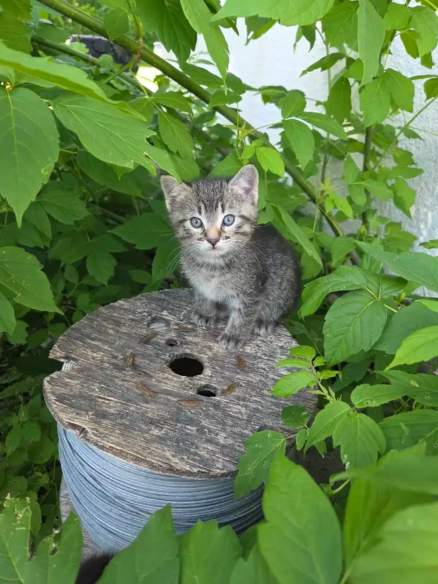 Kittens to rehome