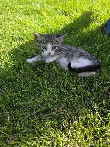 Kittens to rehome - Photo 3