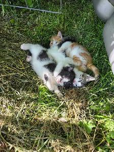 Kittens to rehome - Photo 6