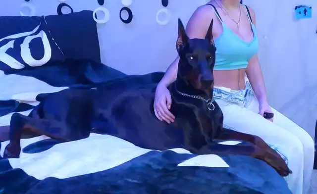 Doberman mâle pour accouchement