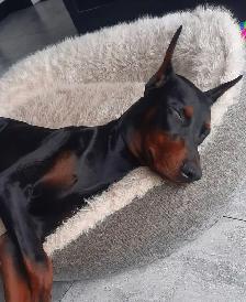 Doberman mâle pour accouchement - Photo 2