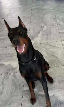 Doberman mâle pour accouchement - Photo 4
