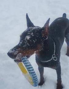 Doberman mâle pour accouchement - Photo 5