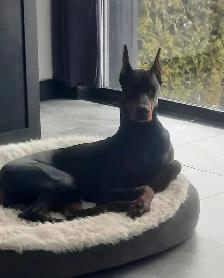 Doberman mâle pour accouchement - Photo 3