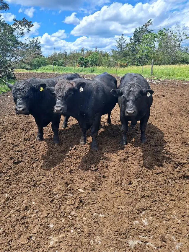 Simmental Bulls