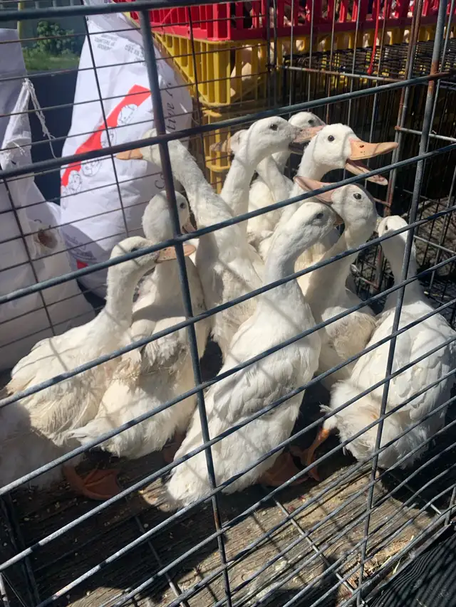 Ducks available