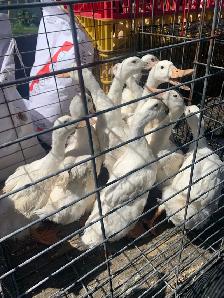 Ducks available