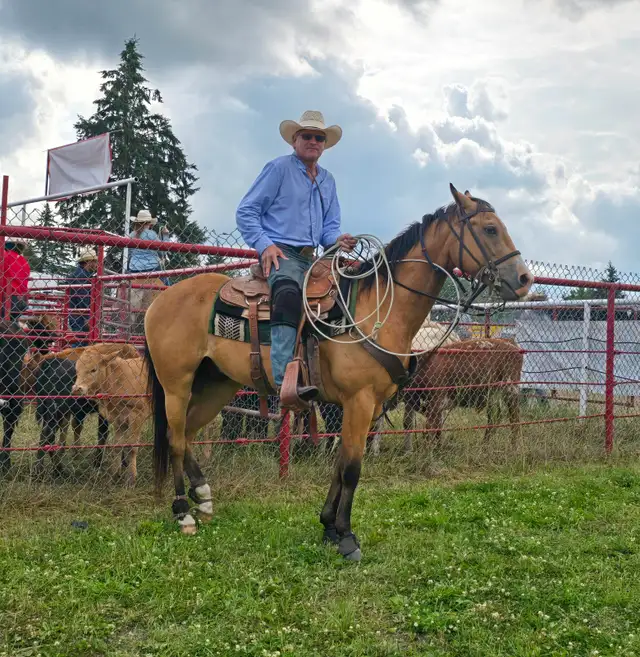 5 Yr Old Gelding Horse For Sale