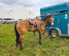 5 Yr Old Gelding Horse For Sale - Photo 2