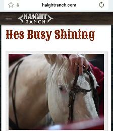 5 Yr Old Gelding Horse For Sale - Photo 3