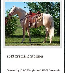 5 Yr Old Gelding Horse For Sale - Photo 4
