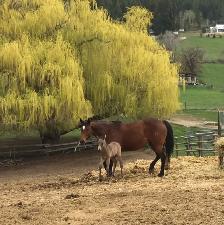 5 Yr Old Gelding Horse For Sale - Photo 5