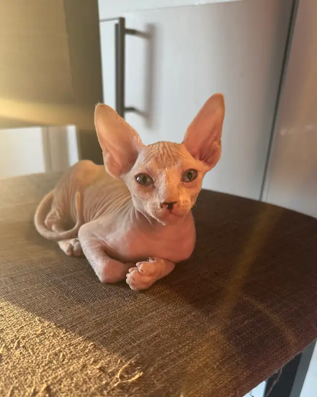 chatons SPHYNX