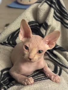 chatons SPHYNX - Photo 2