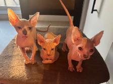 chatons SPHYNX - Photo 5