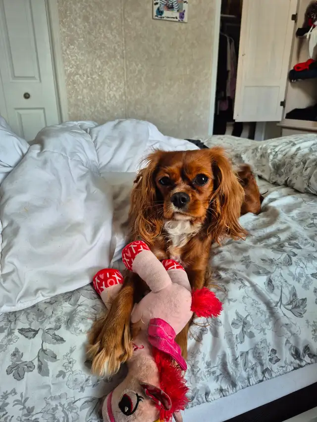 Chienne Cavalier King Charles