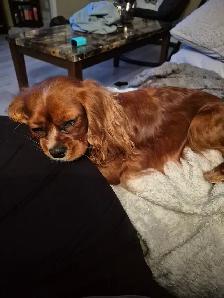 Chienne Cavalier King Charles - Photo 2