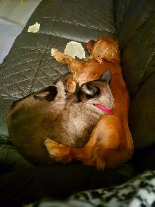 Chienne Cavalier King Charles - Photo 3