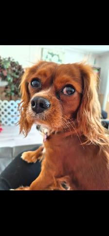 Chienne Cavalier King Charles - Photo 4