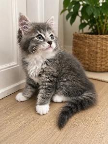 Chaton Sibérien Hypoallergene