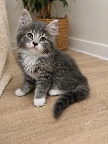 Chaton Sibérien Hypoallergene - Photo 2