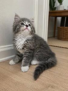 Chaton Sibérien Hypoallergene - Photo 3