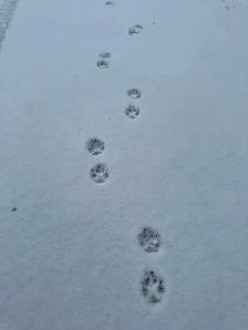 DOG WALKER - Photo 2