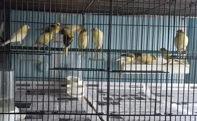 Canaries For Sale | 3 month old Canary $45 each