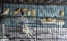 Canaries For Sale | 3 month old Canary $45 each