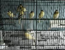 Canaries For Sale | 3 month old Canary $45 each - Photo 2