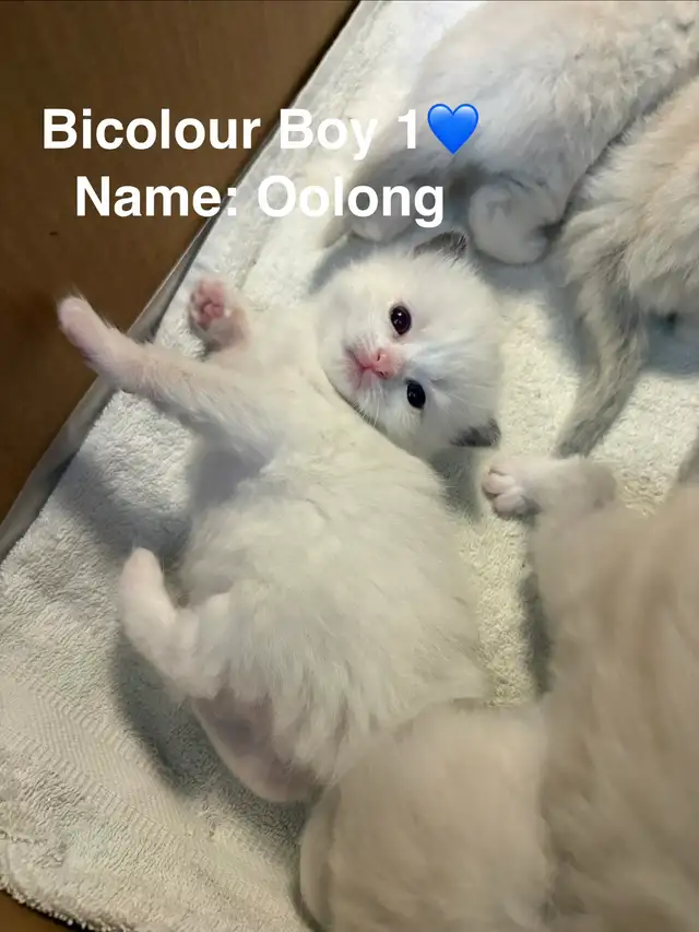 Home-Raised Ragdoll Kittens Looking For Their Forever Home