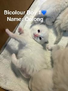 Home-Raised Ragdoll Kittens Looking For Their Forever Home