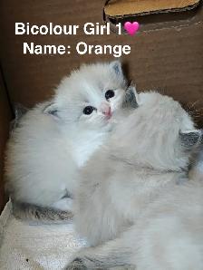 Home-Raised Ragdoll Kittens Looking For Their Forever Home - Photo 2