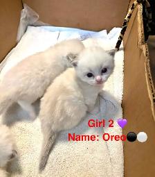 Home-Raised Ragdoll Kittens Looking For Their Forever Home - Photo 3