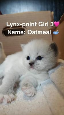 Home-Raised Ragdoll Kittens Looking For Their Forever Home - Photo 4