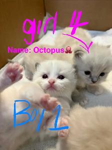 Home-Raised Ragdoll Kittens Looking For Their Forever Home - Photo 5
