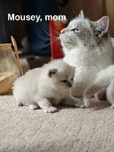 Home-Raised Ragdoll Kittens Looking For Their Forever Home - Photo 6