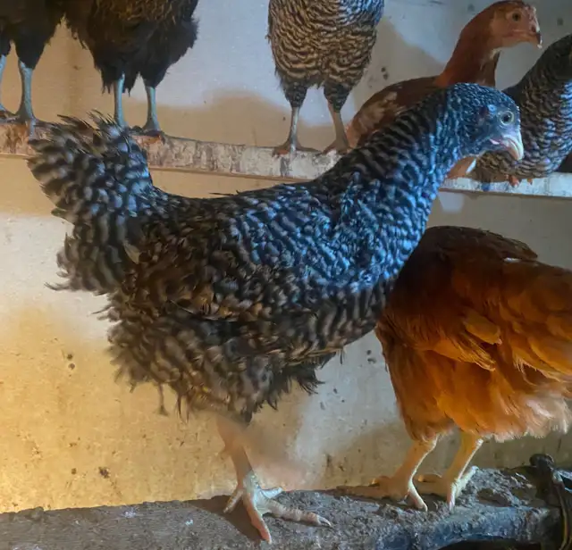 Barred Rock Pullets for Sale