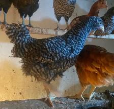 Barred Rock Pullets for Sale