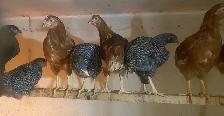 Barred Rock Pullets for Sale - Photo 2