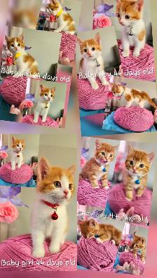 Kittens and mama cat