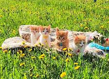 Kittens and mama cat - Photo 7