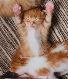 Kittens and mama cat - Photo 9