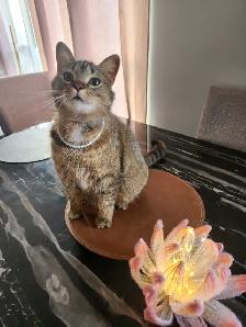Kittens and mama cat - Photo 10