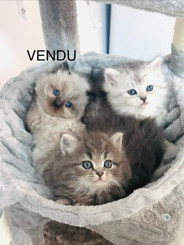 Chatons Himalayen-Persan