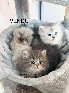 Chatons Himalayen-Persan