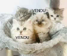 Chatons Himalayen-Persan - Photo 2