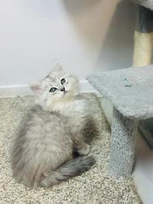 Chatons Himalayen-Persan - Photo 5