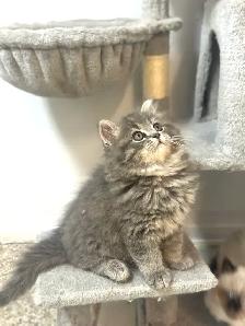 Chatons Himalayen-Persan - Photo 6